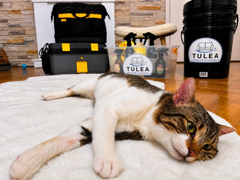 Tulea Premium Cleaning - Curatare canapele, saltele si tapiterie la domiciliu
